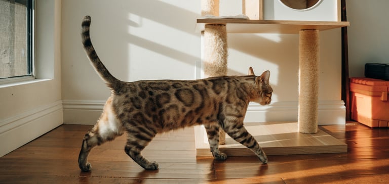 A Bengal cat walking over to his scratching post.