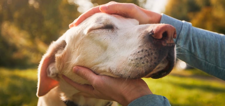 A close up of a Labrador's head.