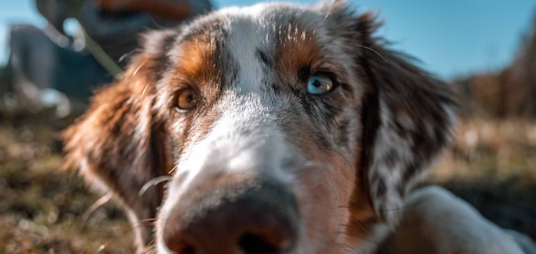 close up of puppy with one brown eye and one blue eye