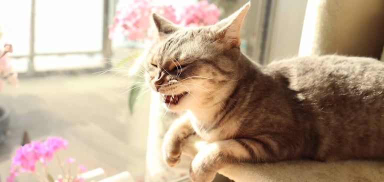 a sneezy cat