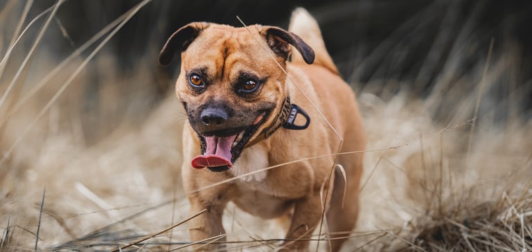A jack russell cross breed called a Jug walking on dry grass with tongue out