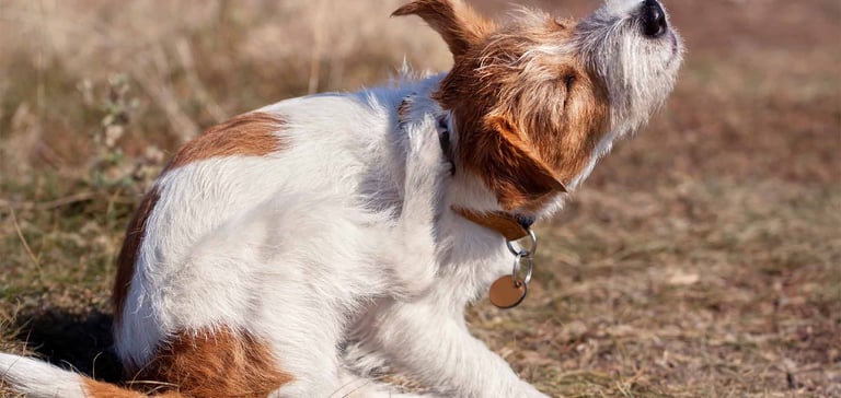 dog scratching