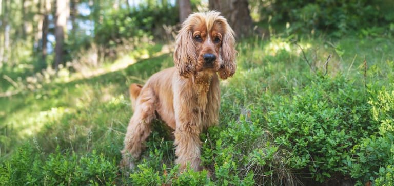 Cocker Spaniel with a puppy cut haircut walking in forest