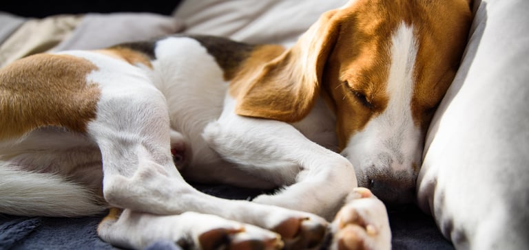 A Beagle laying on his side and sleeping.