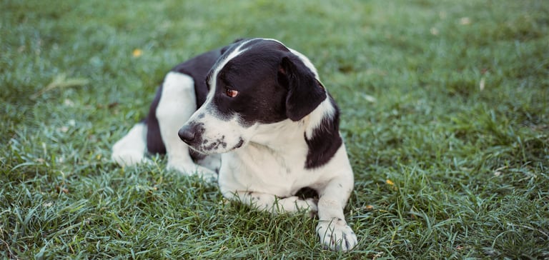 Black and white dog lying on the grass looking sad
