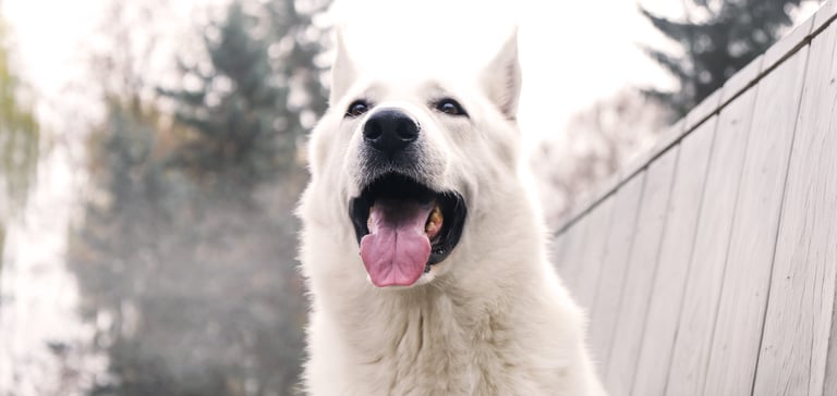 White large dog panting outside