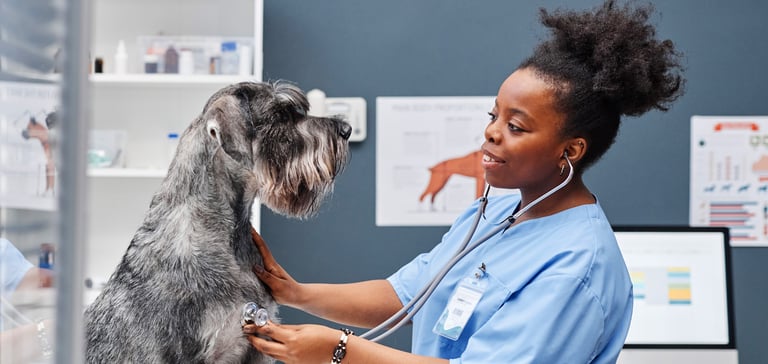 Giant Schnauzer having heart checked by the vet