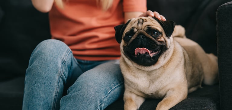a pug laying on the sofa with their owner.