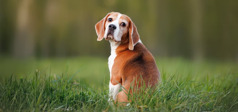 Beagle sitting in field looking a bit sad