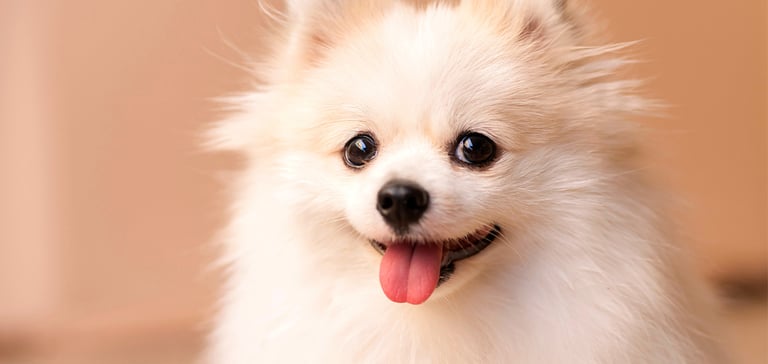 A white Pomeranian dog looking happy.