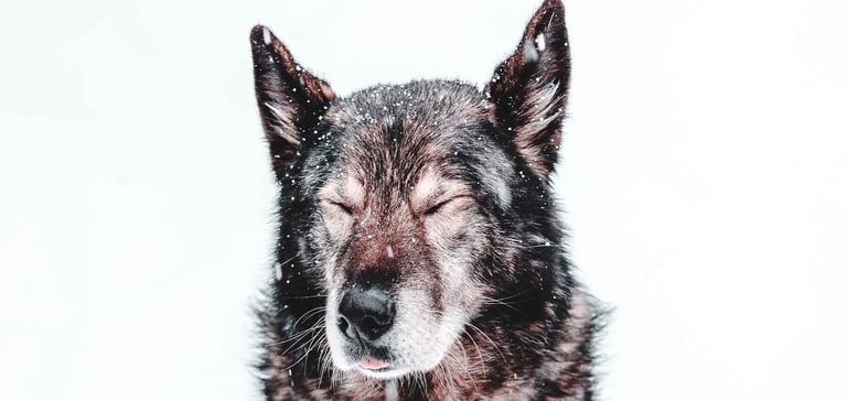 dog with eyes closed sitting in snow