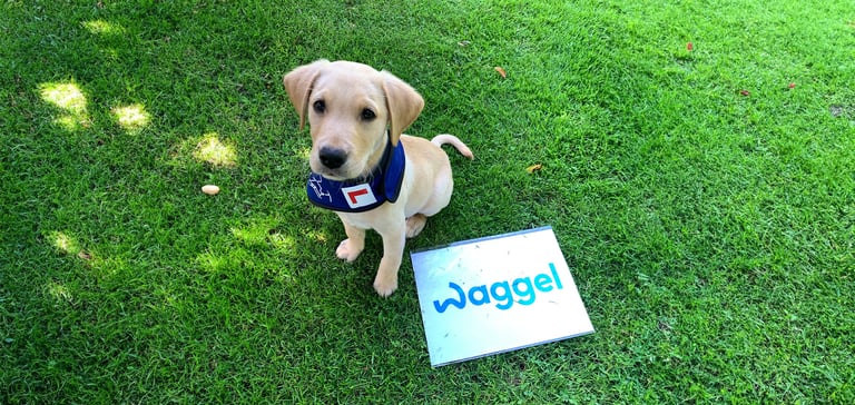 albie the labrador sitting on grass wearing his training harness and sitting next to waggel logo