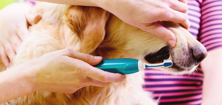 A close up image of a dog getting their teeth cleaned.