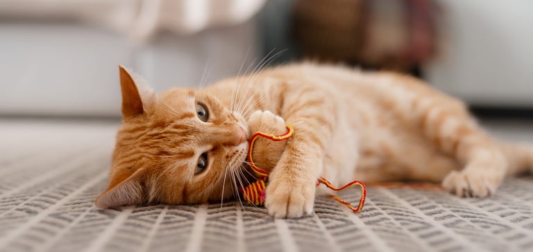 gigner cat lying on floor with string