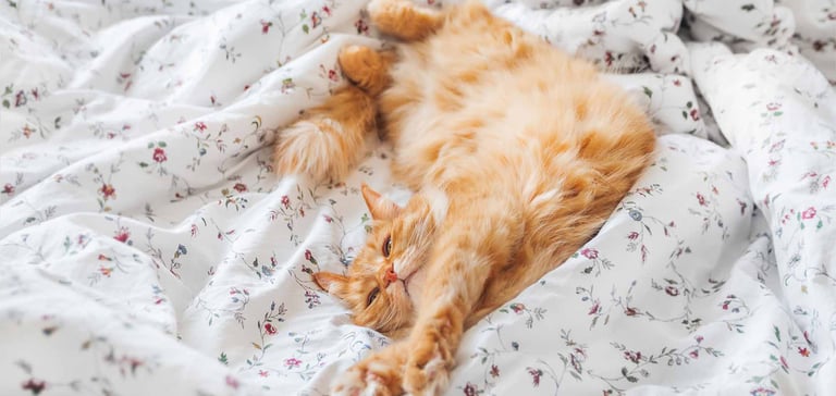 ginger cat laying across bed