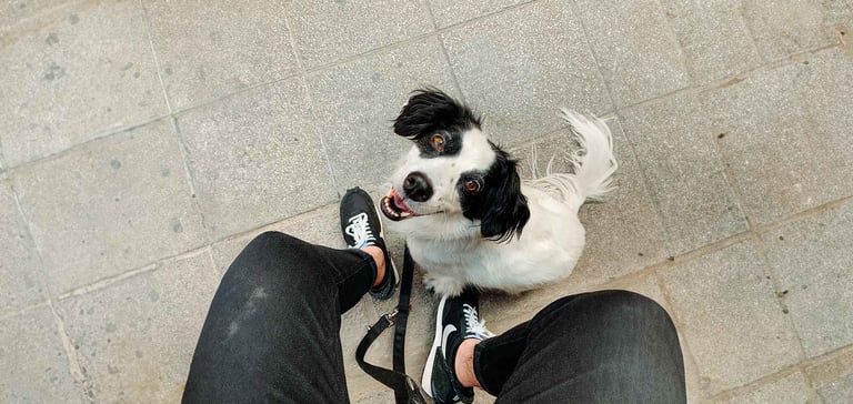 black and white collie sat at owners feet and looking up