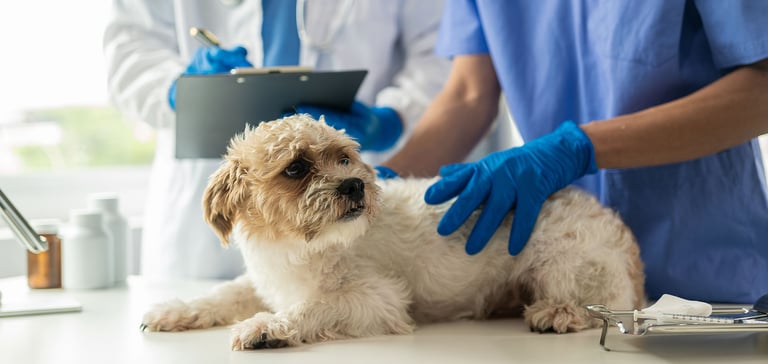 dog and vet