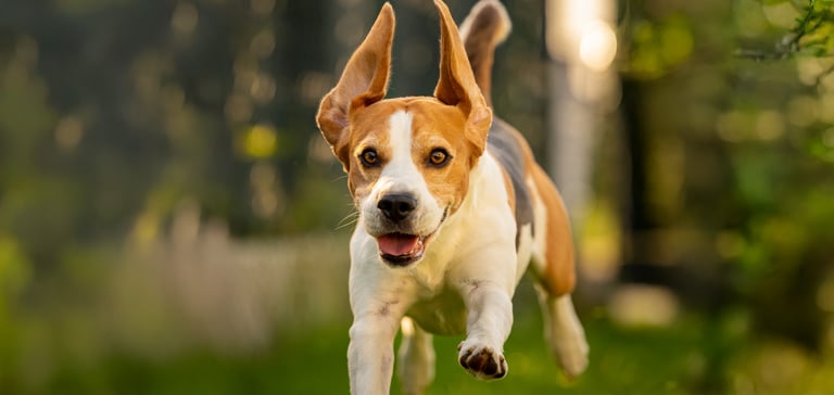 A beagle leaping through the air.