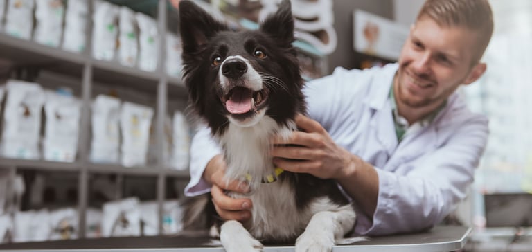 A dog being checked by a vet