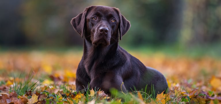 A chocolate brown Labrador sitting in autumnal leaves.