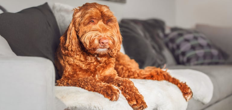 A gingery Labradoodle laying on a couch.