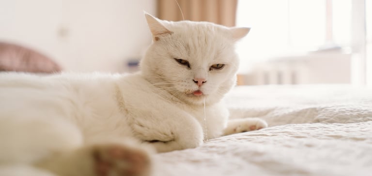 a white cat laying on a bed drooling