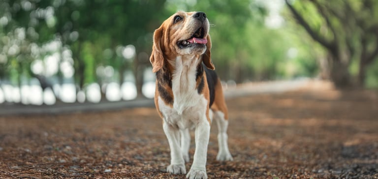 A beagle in a woodland area.