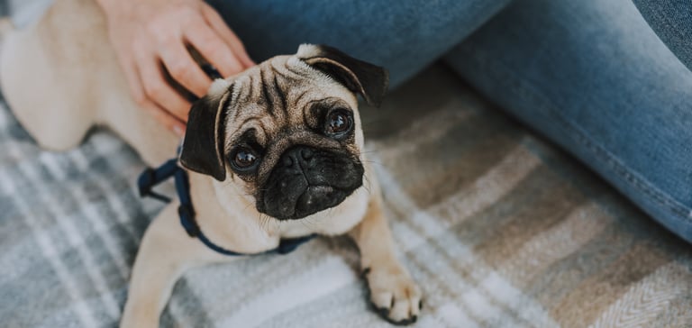 A puppy pug looking upwards whilst sitting with an owner wearing jeans.