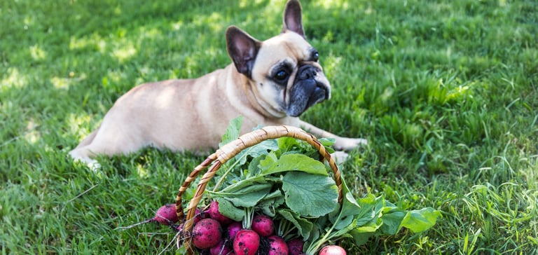 French bulldog lying on grass in front of basket of radishes