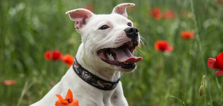 staffordshire bull terrier in a field of poppies