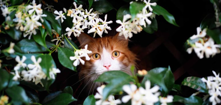 Cat peaking out of flowers