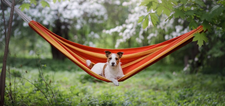 A Jack Russell laying in an orange hammock outdoors.