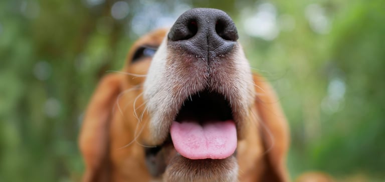 A close up of a Beagle's mouth.