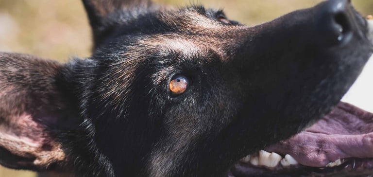 close up of blue husky eye