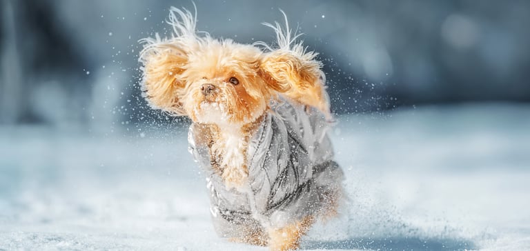 A maltipoo wearing a coat and running in the snow.