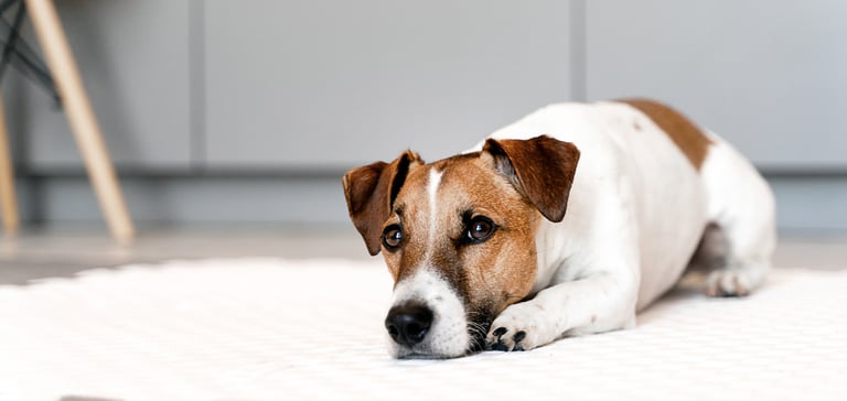 Jack Russel lying on white rug