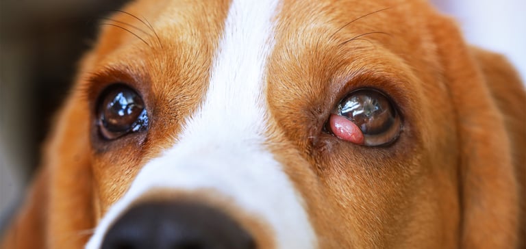 A close up image of a Beagle with pink eye.