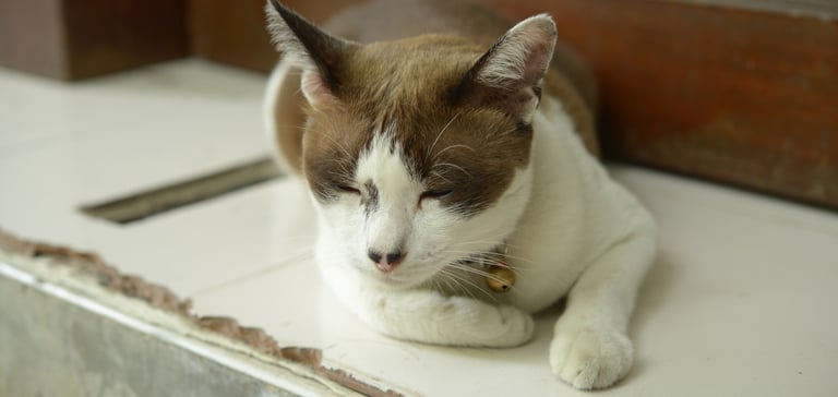 a sleepy cat laying down on white tiles