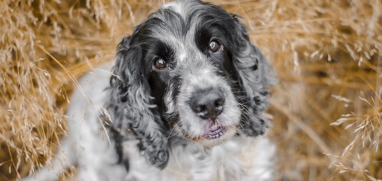 A black and grey springer spaniel looking upwards.