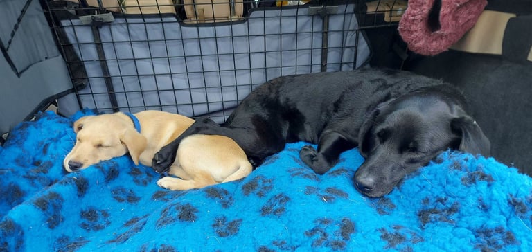 two dogs sleeping together on blue blanket