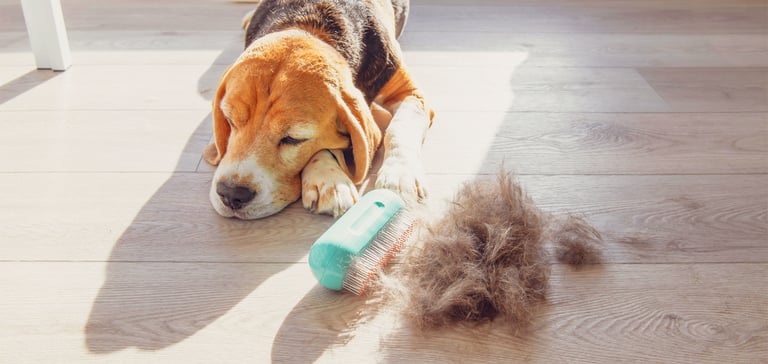 A beagle dog laying down next to a brush and pile of his hair.