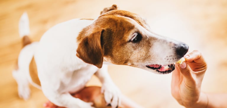 a jack russell standing to get treat from owners hand