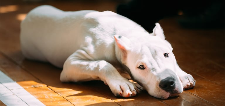 A Dogo Argentino laying on the floor in a patch of sun.
