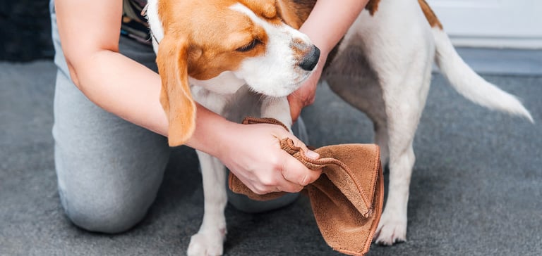 A beagle outdoors having his paws wiped.