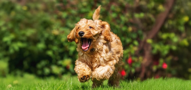 cockapoo leaping through the air with mouth open