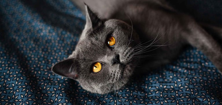 british shorthair laying on blanket
