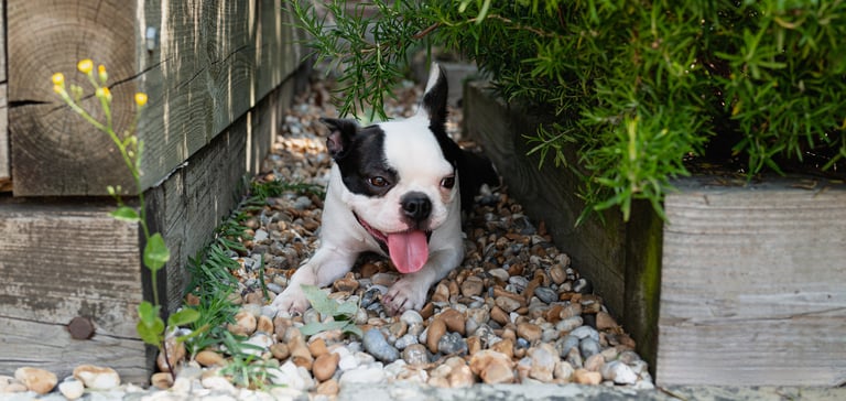black and white french bulldog with tongue out lying on pebbles