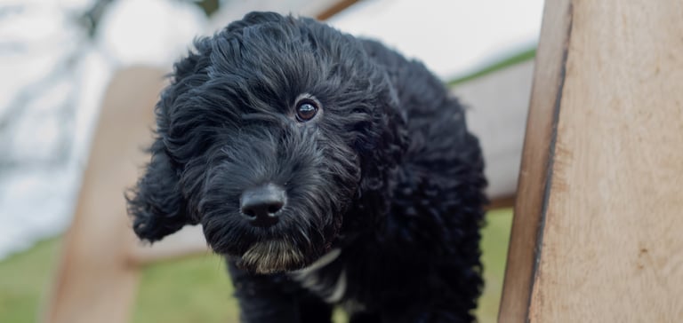 A black puppy Cockapoo poking through a fence.