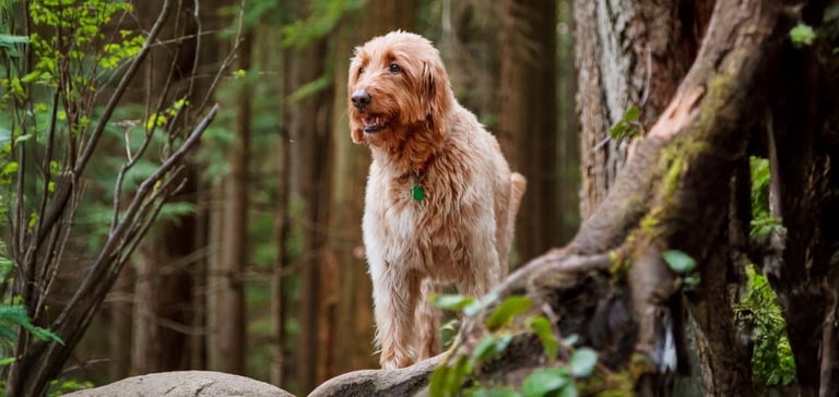 Labradoodle standing in a forest