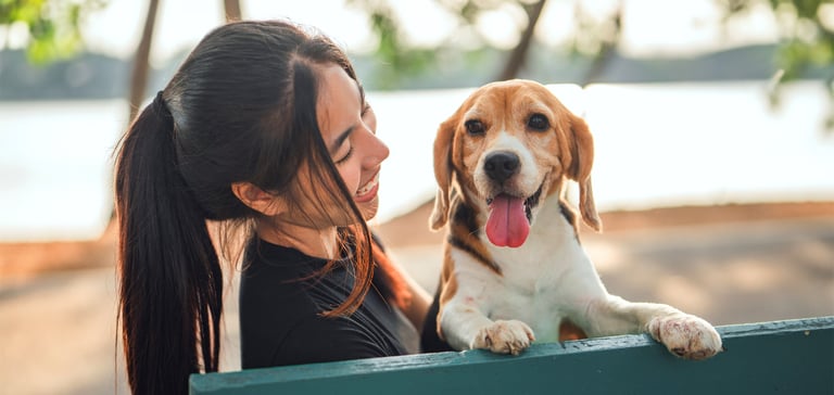 Beagle with tongue out sitting on owners lap in front of a beach